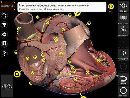 Анатомия - 3D Атлас 6.5.0. Скриншот 19